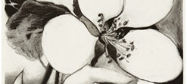 Apple Blossom 1