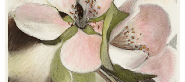 Apple Blossom 2