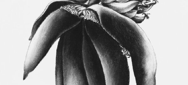 Banana Flower BlackWhite