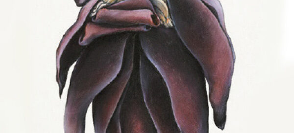 Banana Flower Deep Red