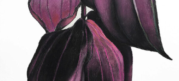 Manilla Magnifica Dark