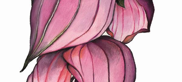 Manilla Magnifica Pink