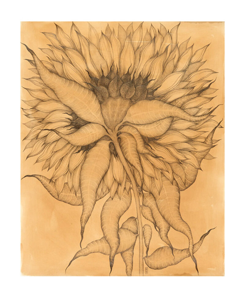 Sunflower 1