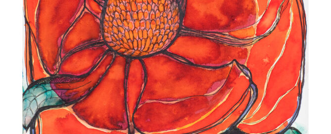 Orange Rose