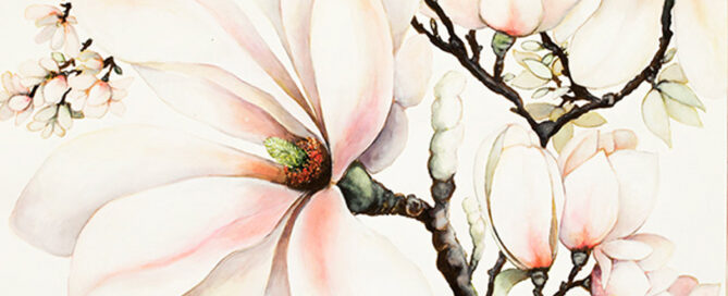 Magnolia