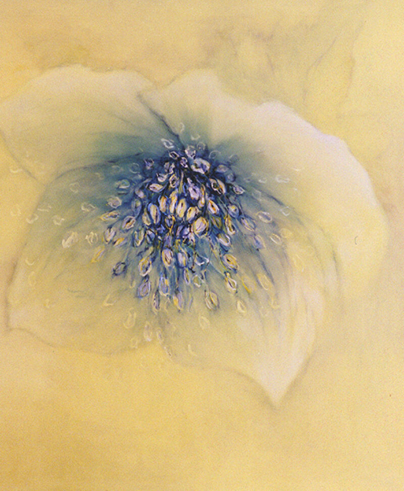 Hellebore